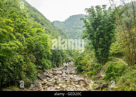 Kleiner Fluss durch einen dichten unberührten Urwald Wald läuft Stockfoto