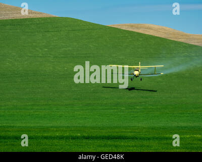 Sprühflugzeug Tiefflug sprühen ein Weizenfeld. Stockfoto