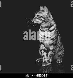 Wunderschöne Bengal-Katze Stockfoto