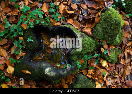 Detail der alten Buche, Fageda d ' en Jordà, Naturpark der Garrotxa, Provinz Girona. Katalonien. Spanien Stockfoto