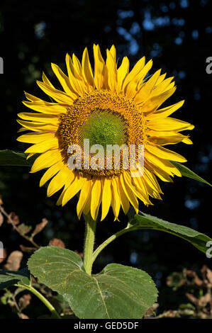 Sonnenblume im frühen Morgenlicht Stockfoto