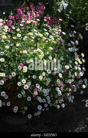 Einen Topf voll Erigeron Karvinskianus Fülle in voller Blüte. Stockfoto