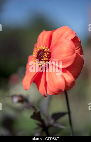 Nahaufnahme von einem tief orange Dahlia Einzelblüte im Sommergarten. Stockfoto