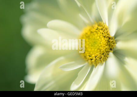 Blassgelbe Kosmos Blüten im Sommersonne. Stockfoto