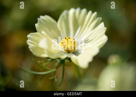 Blassgelbe Kosmos Blüten im Sommersonne. Stockfoto
