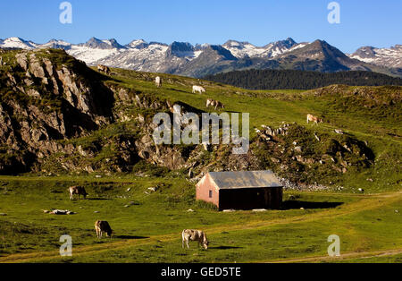 Kühe in Plan-de-Beret, Aran-Tal, Pyrenäen, Lleida Provinz, Katalonien, Spanien. Stockfoto