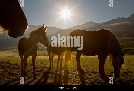 Pferde in Plan-de-Beret, Aran-Tal, Pyrenäen, Lleida Provinz, Katalonien, Spanien. Stockfoto