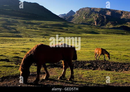 Pferde in Plan-de-Beret, Aran-Tal, Pyrenäen, Lleida Provinz, Katalonien, Spanien. Stockfoto