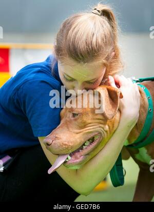 Battersea Hunde und Katzen zuhause Teamleiter Rebecca Lodder mit ein 18-Monate-alten Pit Bull Terrier namens Francis, die je nach Bedarf von den gefährlichen Hunden Act 1991 am Dienstag eingeschläfert werden soll. Stockfoto