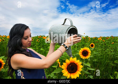 Hübsche, junge, Brünette Frau Bewässerung Sonnenblumen in einem Sonnenblumenfeld Stockfoto