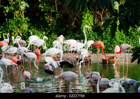 eine Herde von Flamingos am See Stockfoto