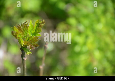 Frühling, grün, Pflanze, Bewegungsunschärfe Hintergrund kopieren Raum, im Freien, Nahaufnahme, Baum, natürlich, organisch, Blatt, botanischen, Isolierung Stockfoto