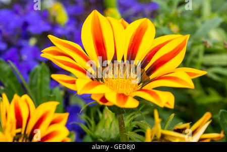 Gazania rigens Ziergarten Pflanze, im Sommer in West Sussex, England, UK. Gazanias. Stockfoto