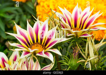 Gazania rigens Ziergarten Pflanze, im Sommer in West Sussex, England, UK. Gazanias. Stockfoto