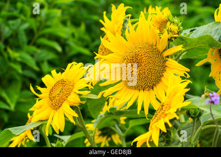 Sonnenblumen (Helianthus annuus) Blüte im Sommer in Großbritannien. Stockfoto