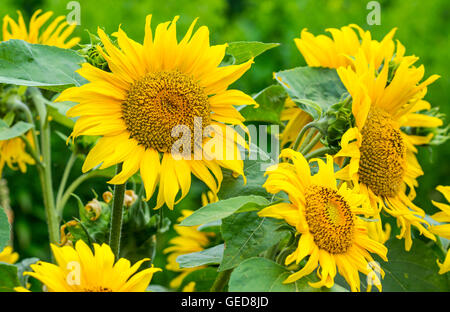 Sonnenblumen (Helianthus annuus) Blüte im Sommer in West Sussex, England, UK. Stockfoto