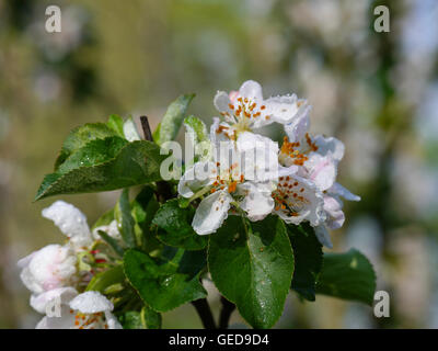 Apfelbaum mit Blüten im Frühjahr Stockfoto