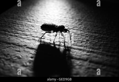 Fehler Unders Lichtwirkung mit Schatten in schwarz / weiß Stockfoto