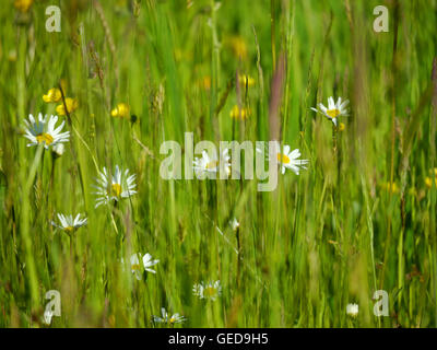 Ochsen-Auge Gänseblümchen auf einer Blumenwiese Stockfoto
