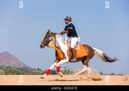 Marwari Pferde. Reiter auf Skewbal Stute im Galopp in der Wüste. Rajasthan, Indien. Stockfoto