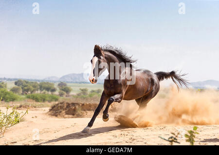 Marwari Pferde. Schwarze Stute galoppiert in der Wüste. Rajasthan, Indien. Stockfoto