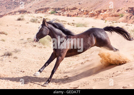 Marwari Pferde. Schwarze Stute galoppiert in der Wüste. Rajasthan, Indien. Stockfoto