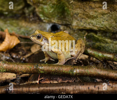 Der Grasfrosch, auch bekannt als die Europäische Grasfrosch, Europäische braune Grasfrosch oder europäischen Grasfrosch ist eine semi-aquatische ein Stockfoto