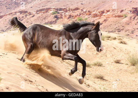 Marwari Pferde. Schwarze Stute galoppiert in der Wüste. Rajasthan, Indien. Stockfoto