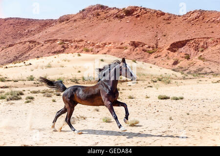 Marwari Pferde. Schwarze Stute galoppiert in der Wüste. Rajasthan, Indien. Stockfoto