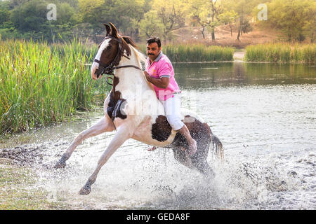 Marwari Pferde. Reiter auf Skewbal Stute aus einem See galoppieren. Rajasthan, Indien. Stockfoto