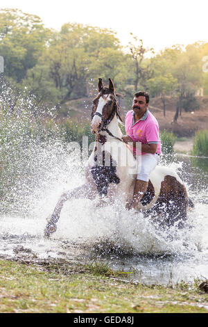 Marwari Pferde. Reiter auf Skewbal Stute aus einem See galoppieren. Rajasthan, Indien. Stockfoto