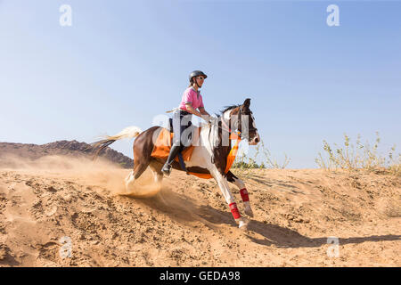 Marwari Pferde. Reiter auf Skewbal Stute im Galopp in der Wüste. Rajasthan, Indien. Stockfoto