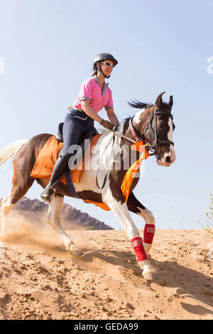 Marwari Pferde. Reiter auf Skewbal Stute im Galopp in der Wüste. Rajasthan, Indien. Stockfoto