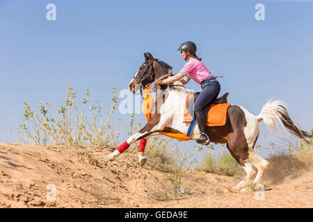 Marwari Pferde. Reiter auf Skewbal Stute im Galopp in der Wüste. Rajasthan, Indien. Stockfoto