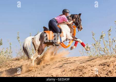 Marwari Pferde. Reiter auf Skewbal Stute im Galopp in der Wüste. Rajasthan, Indien. Stockfoto