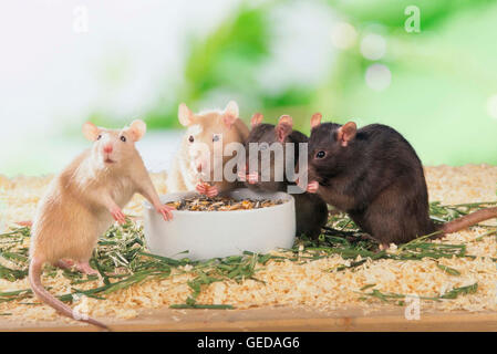 Ausgefallene Ratte, Haustier Ratte (Rattus Norvegicus Forma Domestica). Vier Erwachsene aus einer Schüssel essen. Deutschland Stockfoto