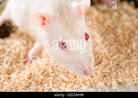 Ausgefallene Ratte, Haustier Ratte (Rattus Norvegicus Forma Domestica). Porträt eines Albinos. Deutschland Stockfoto