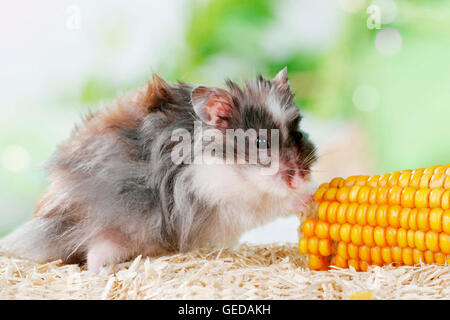 Goldhamster, Teddy Hamster einen Maiskolben zu essen. Deutschland Stockfoto