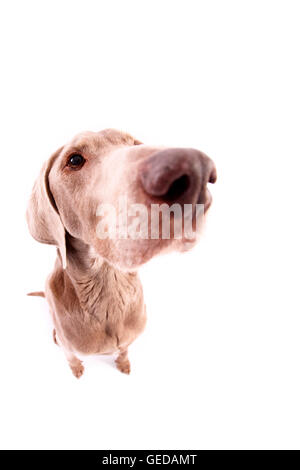 Weimaraner. Männer sitzen. Studio Bild vor einem weißen Hintergrund. Deutschland Stockfoto