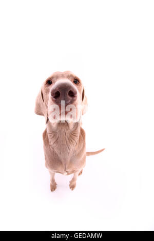 Weimaraner. Männer sitzen. Studio Bild vor einem weißen Hintergrund. Deutschland Stockfoto