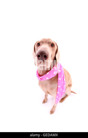 Weimaraner. Die Männchen sitzen, trägt einen Schal. Studio Bild vor einem weißen Hintergrund. Deutschland Stockfoto