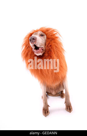 Weimaraner. Männlichen sitzen beim bellen, Löwen Mähne tragen. Studio Bild vor einem weißen Hintergrund. Deutschland Stockfoto