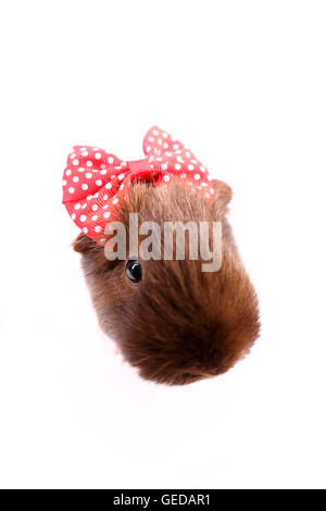 Meerschweinchen, Cavie. Erwachsene tragen eine rote Hairbow mit weißen Tupfen. Studio Bild vor einem weißen Hintergrund Stockfoto