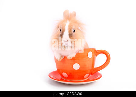 Löwenköpfige Zwerg Kaninchen in einer großen roten Tasse mit weißen Tupfen. Studio Bild vor einem weißen Hintergrund. Deutschland Stockfoto