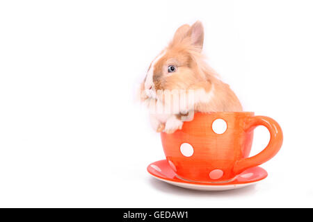 Löwenköpfige Zwerg Kaninchen in einer großen roten Tasse mit weißen Tupfen. Studio Bild vor einem weißen Hintergrund. Deutschland Stockfoto