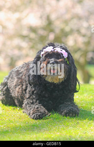 Mischlingshund (Pudel x Bouvier des Flandres) liegen auf einer Wiese. Deutschland Stockfoto