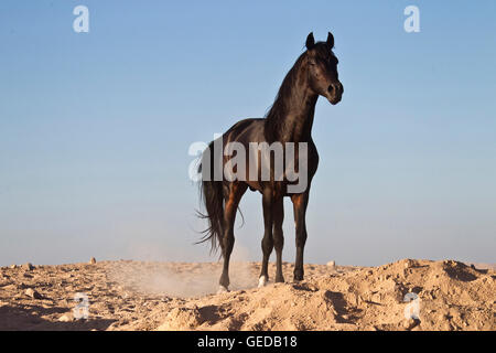 Reinrassige Araber. Bucht Hengst stehen in der Wüste Stockfoto