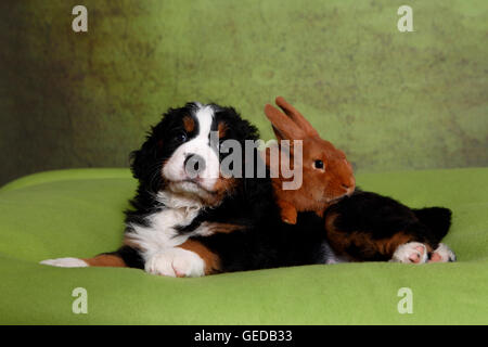 Berner Sennenhund. Welpen (6 Wochen alt) und Neuseeland rotes Kaninchen auf einer grünen Decke. Studio Bild vor einem grünen Hintergrund. Deutschland Stockfoto