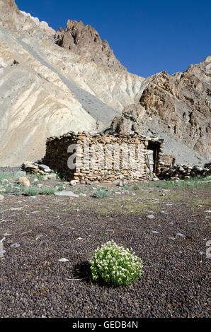 Nomad saisonale Siedlung in Tsorka Tal, Ladakh, Jammu und Kaschmir, Indien Stockfoto