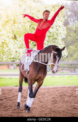 Bayerische Warmblut, junge Mann Voltigieren auf Stute. Deutschland Stockfoto